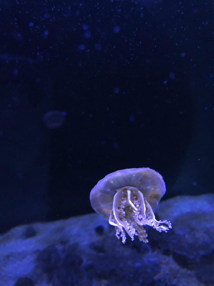 Medúza akvárium Bangkok