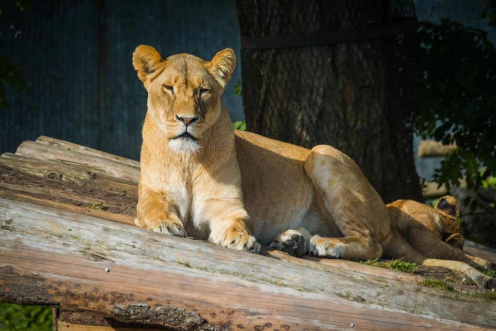 Zoo Kodaň lvice