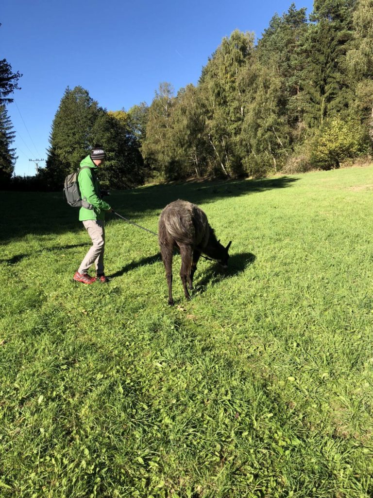 Procházka s lamou