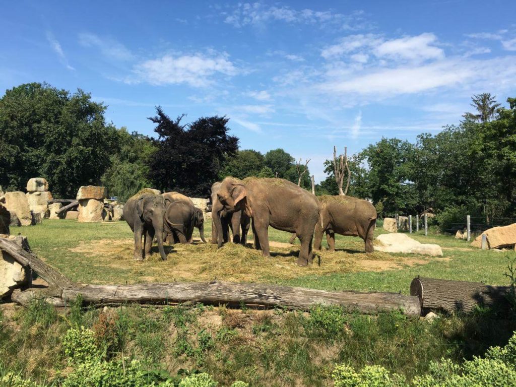 Praha zoo sloni