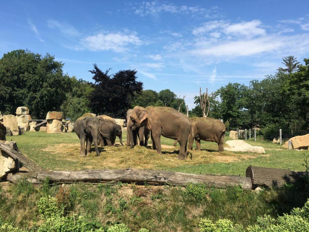 Praha zoo sloni