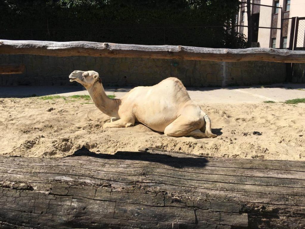 ZOO Dvůr Králové velbloud