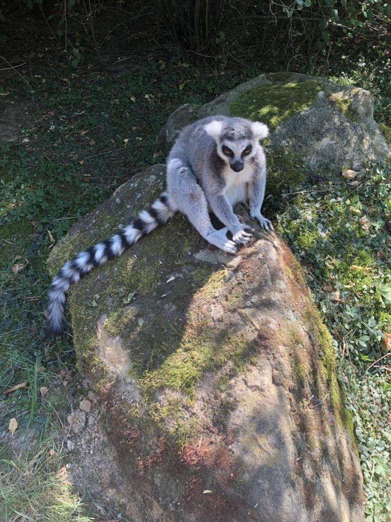 ZOO Plzeň lemuři