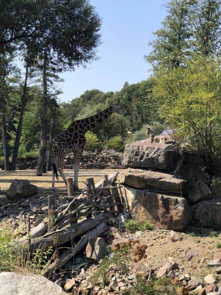 ZOO Plzeň žirafy