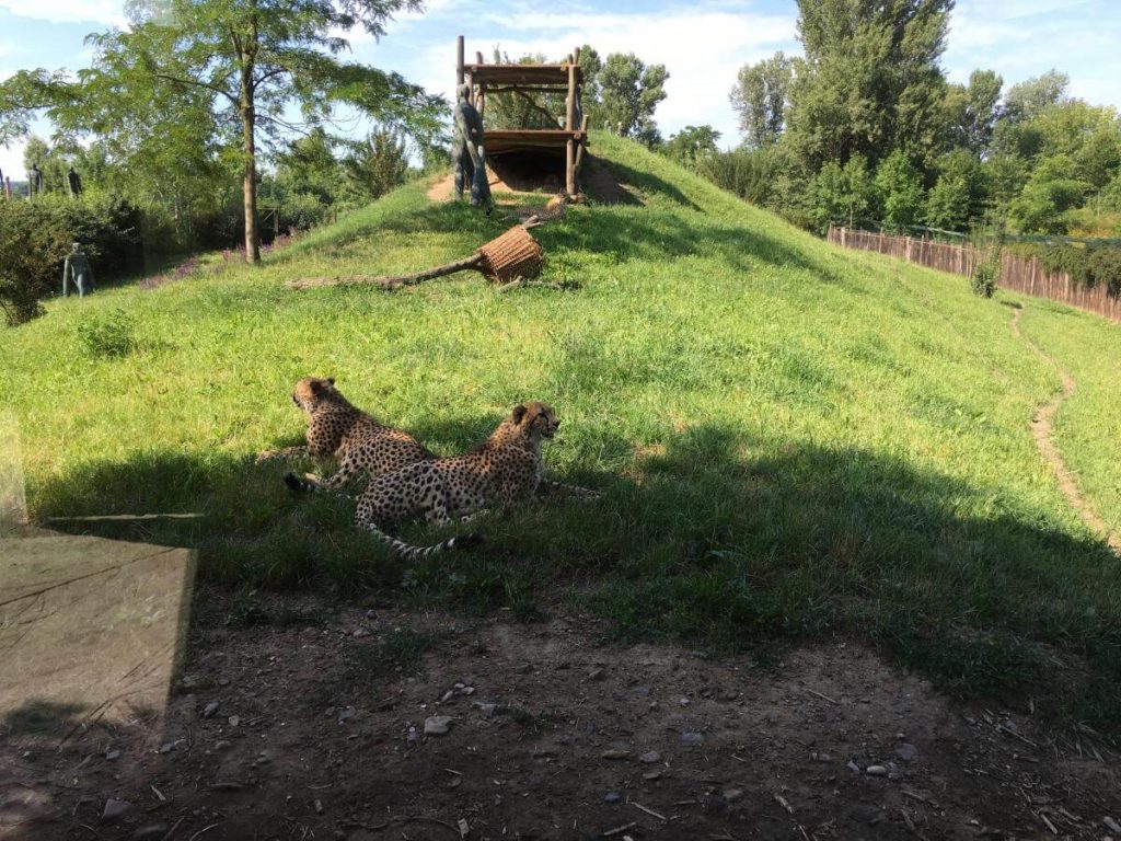 ZOO Praha gepardi