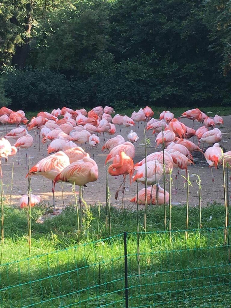 ZOO Praha plameňáci