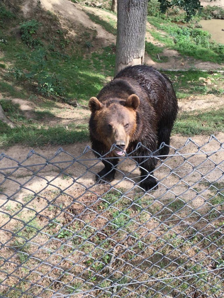 ZOO Tábor medvěd