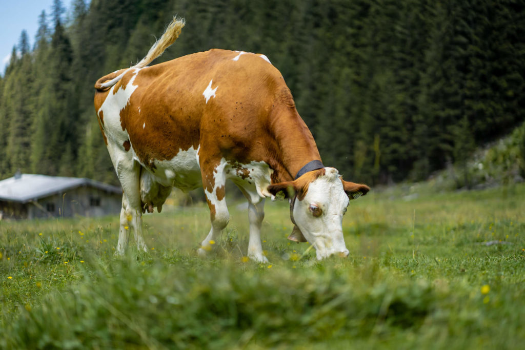 Alpská kráva