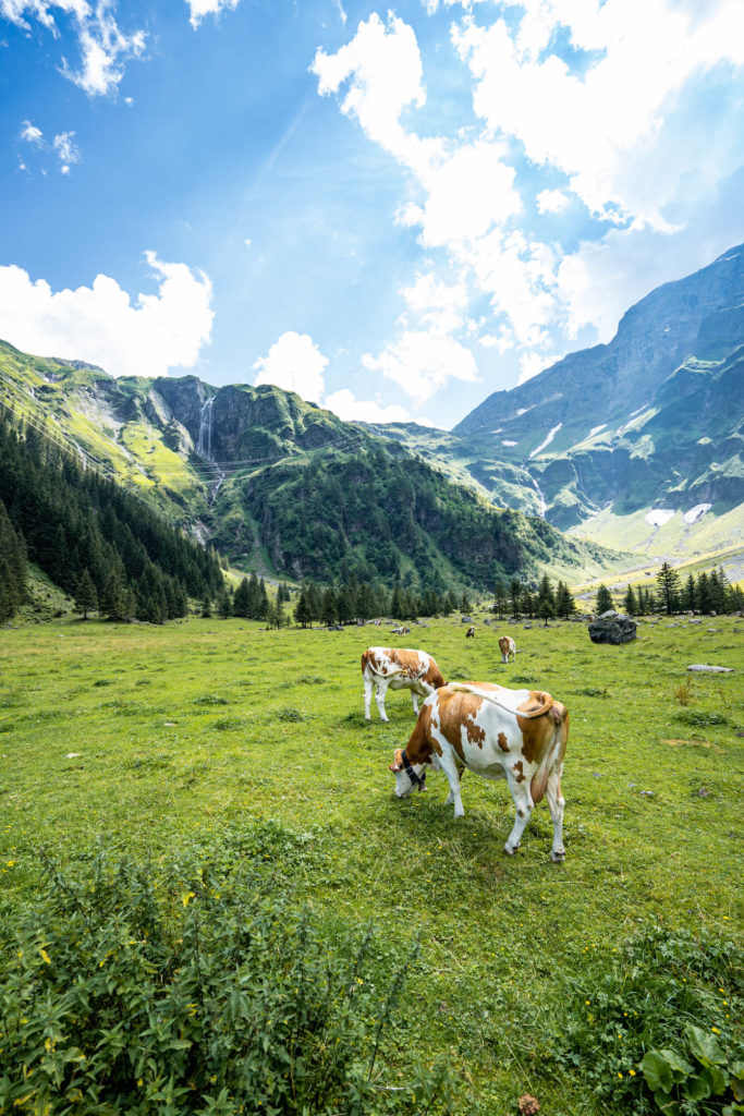 Hintersee kráva