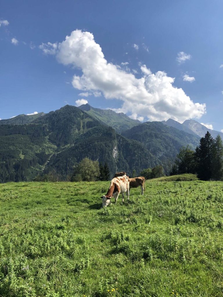 Krávy na Maiskogel