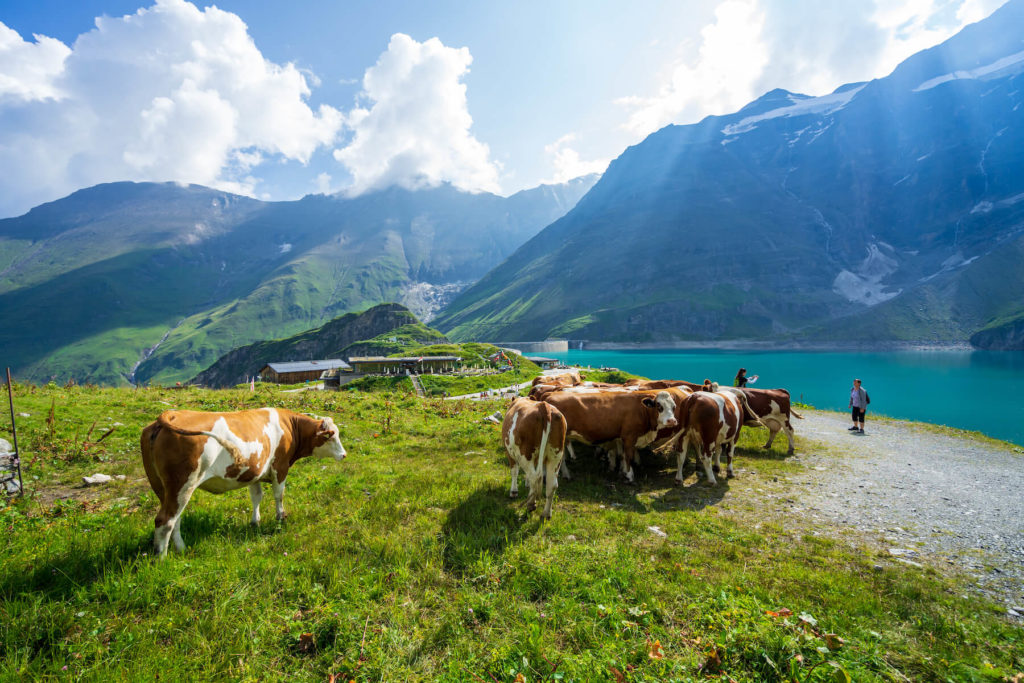 Krávy na Mooserboden