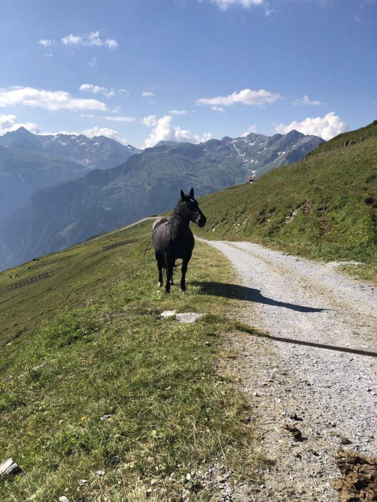 Kůň Stubnerkogel