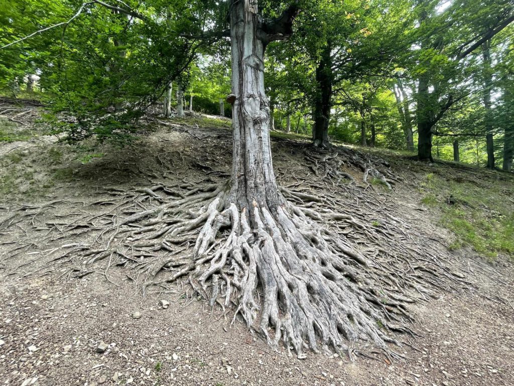 Kořeny