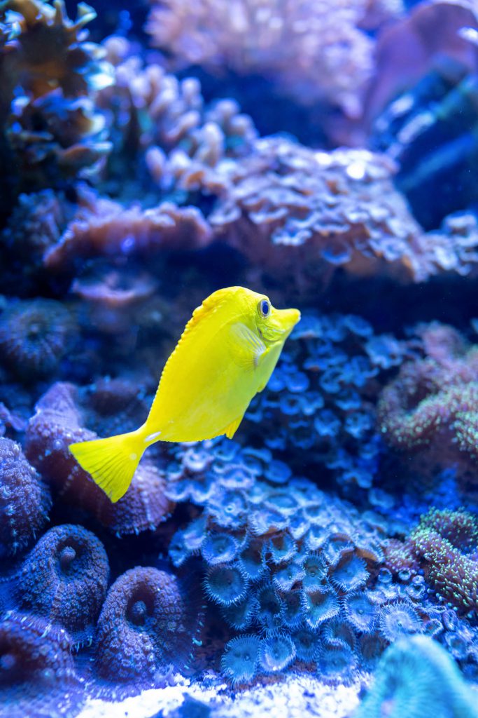 Neonová rybka