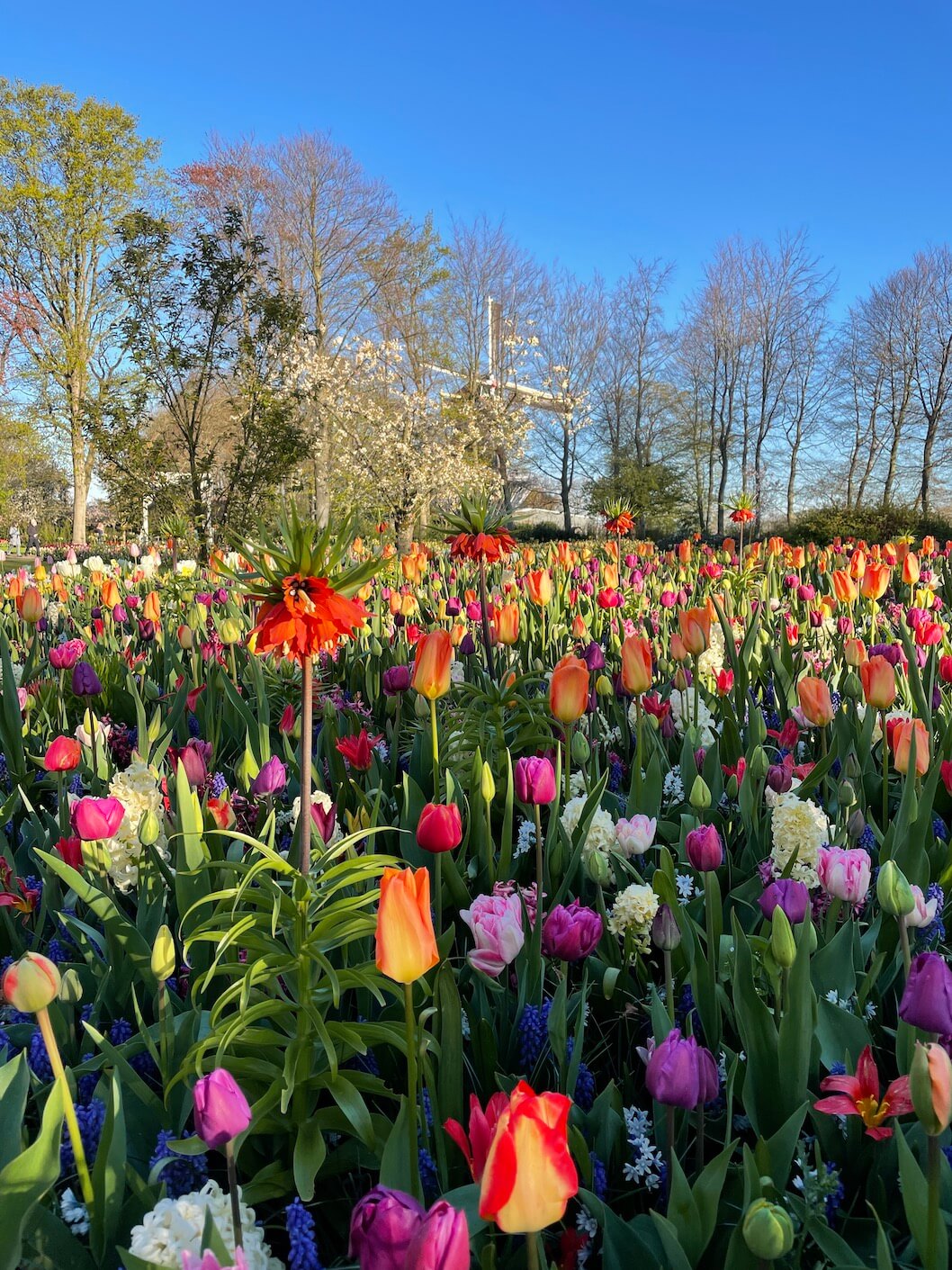 Exotické tulipány