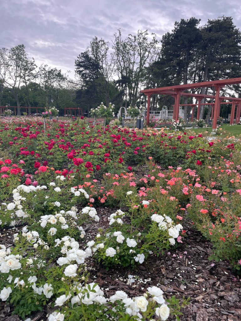 Park plný růží