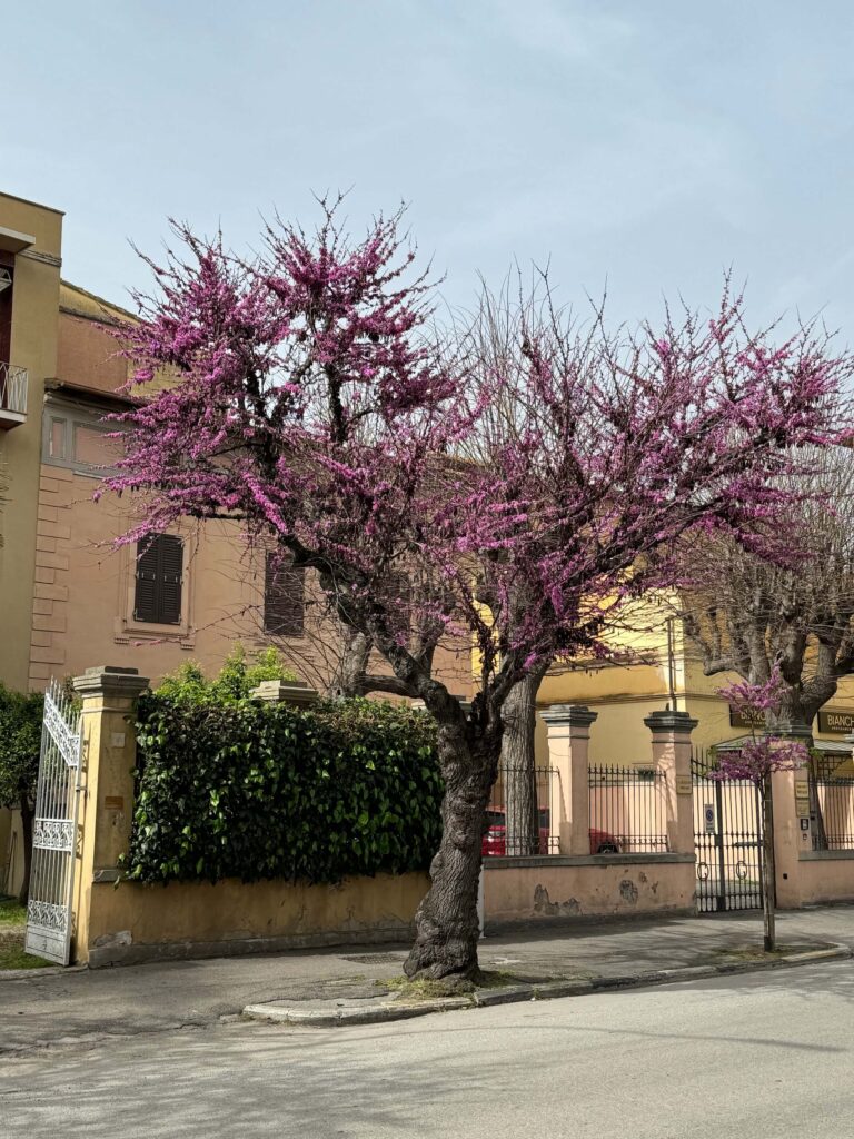 Grosseto kvetoucí strom