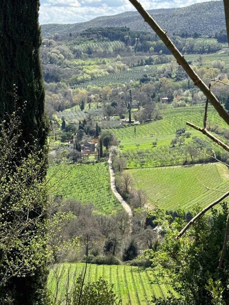 Montepulciano vinice