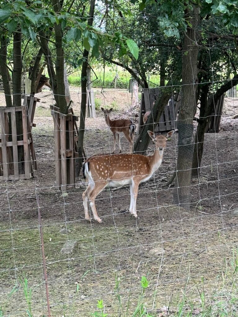 Ohrada s daňky Chlumčany