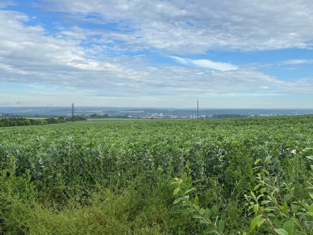 Dobřany