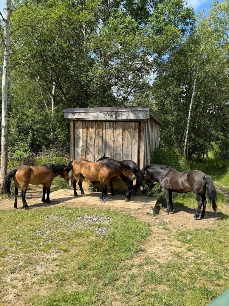Koně