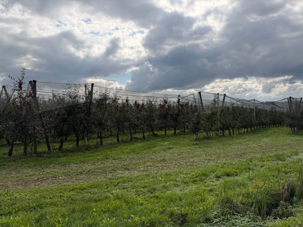 Slavnosti jablek Nebílovy