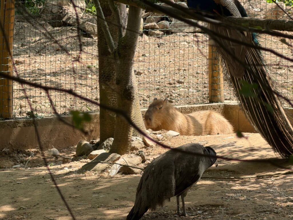ZOO Plasy