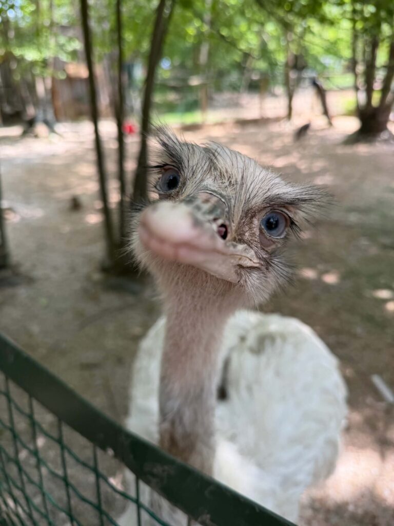 ZOO Plasy