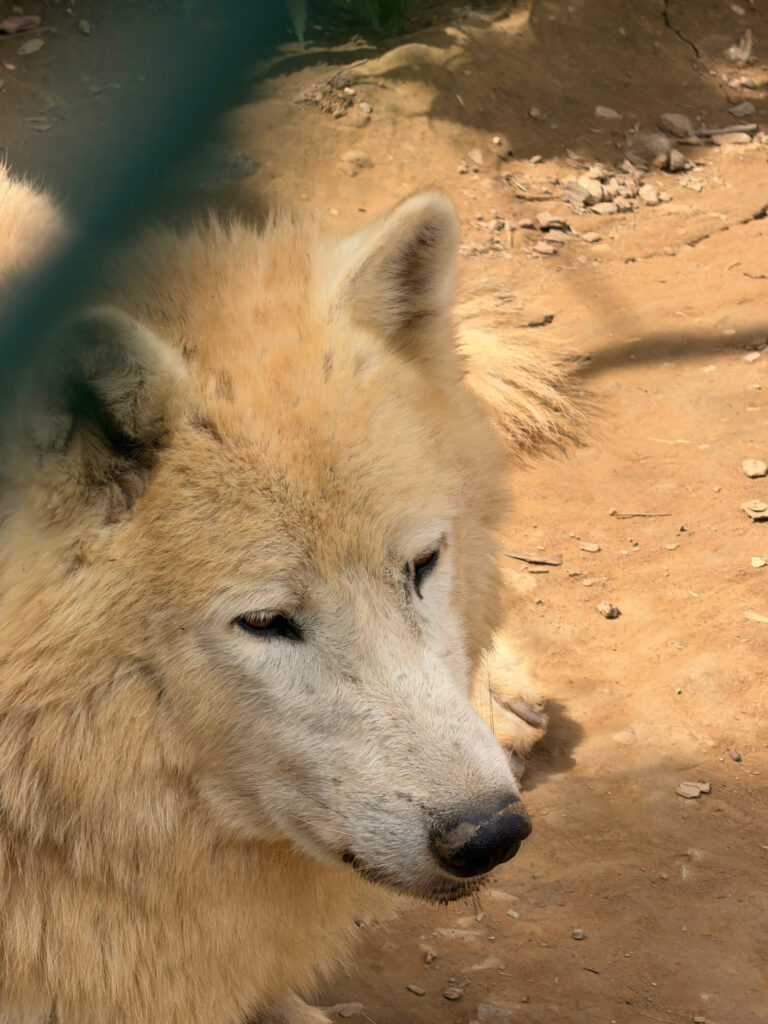 ZOO Plasy