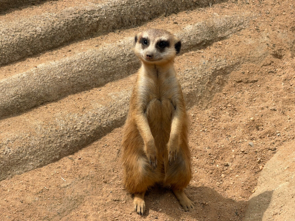 ZOO Plasy