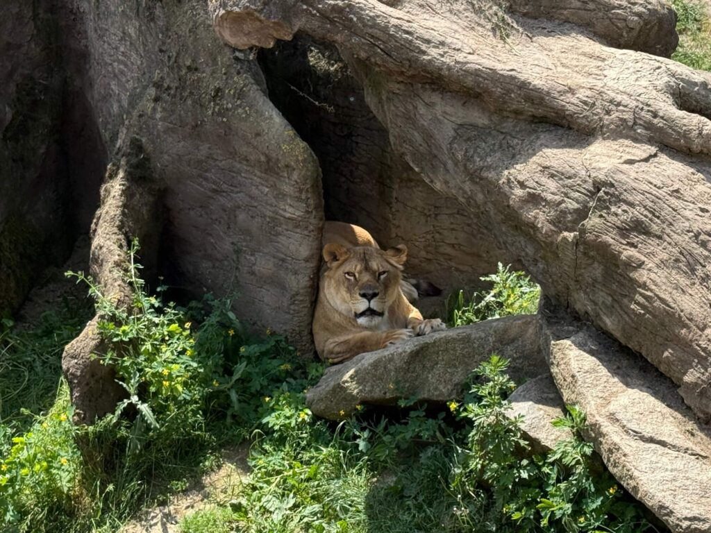 ZOO Plasy