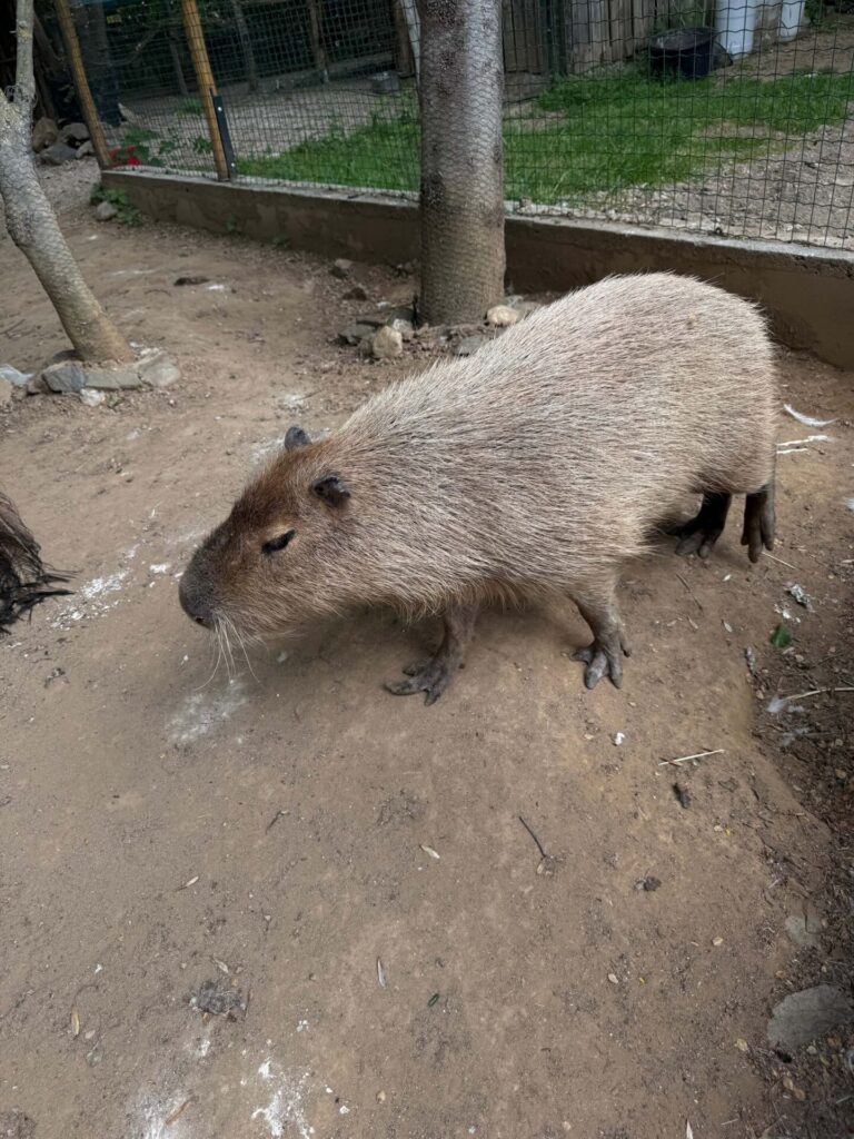 ZOO Plasy