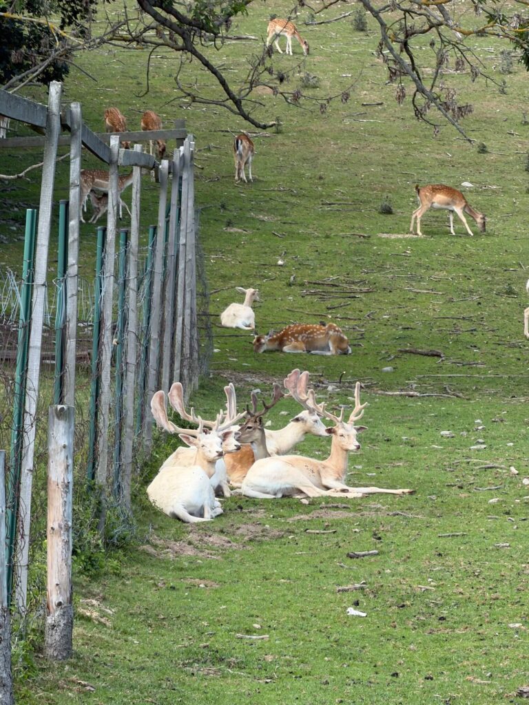 Africké muzeum Safari v Holčovicích
