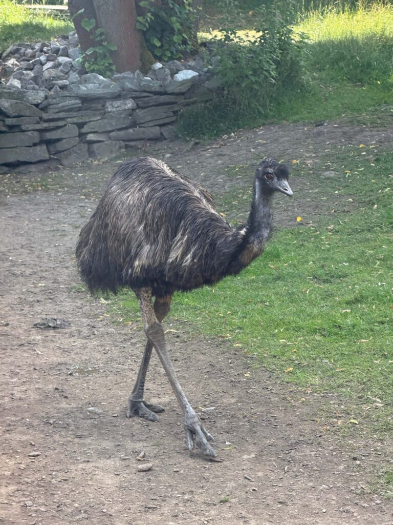 Faunapark Horní Lipová
